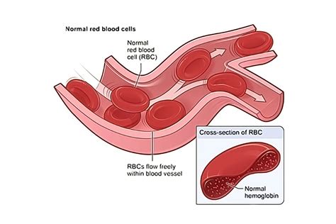 Shape and Structure of Erythrocytes - StoryMD