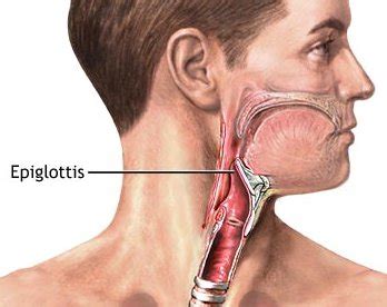 Epiglottis - Definition, Function, Location, Pictures and Problems