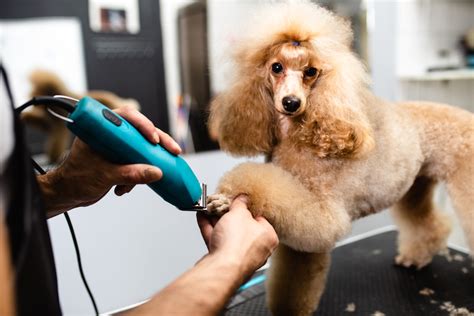 Tips For Dog Grooming - Escouts