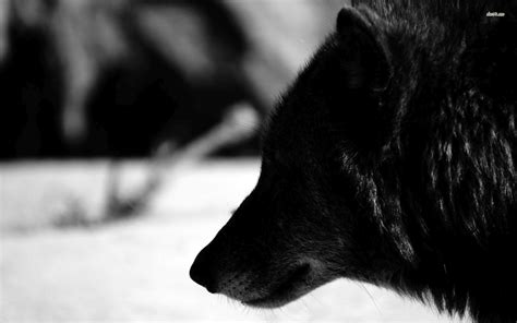 Black Wolf 4K Wallpapers - Top Free Black Wolf 4K Backgrounds ...