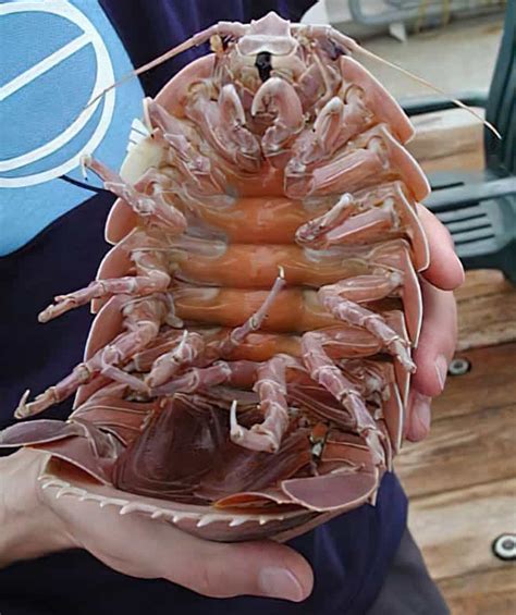 Giant Isopod Pictures - AZ Animals