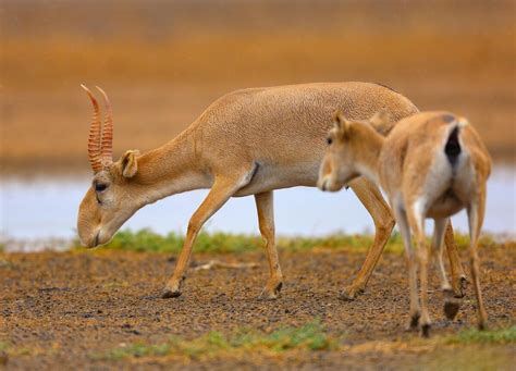 5 facts about a rare steppe antelope called the saiga - Russia Beyond