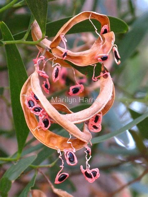 Rare flower seeds australia | Flower