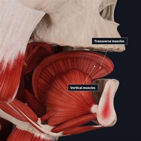 Tongue Muscles Anatomy