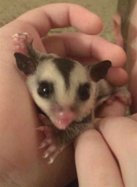 Benjamin showing his baby Sugar Glider teeth | Sugar glider, Cutee ...