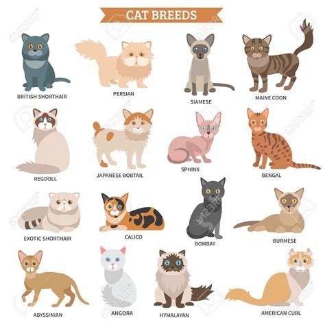 Cat Breeds Of The World Poster | Care About Cats