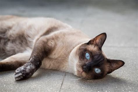 Burmese Cat vs. Siamese Cat: What’s the Difference? - Siamese Of Day