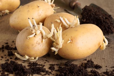 What Are Seed Potatoes & How to Use Them in the Garden