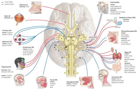 Cranial Nerves: Anatomy, Function, and Treatment