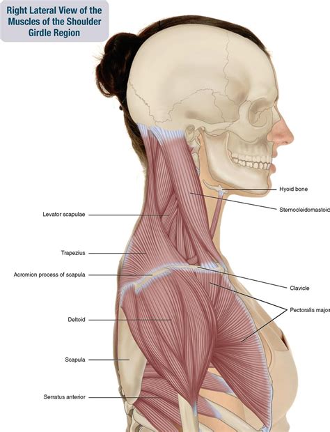 Shoulder Girdle Muscles Diagram