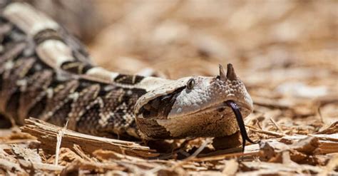 Gaboon Viper Fangs: Why They're the Biggest Snake Fangs in the World ...