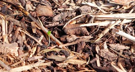 Planting Carrot Seeds: The Easy Beginner's Guide to Growing Carrots ...