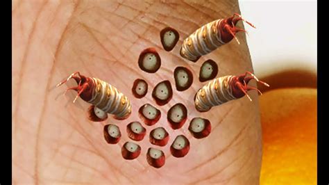 Trypophobia vs Vermiphobia; Worms, Lotus Pod Cysts, Holes, Plucking and ...