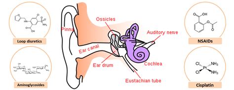 Ototoxicity: Signs, Symptoms, And Treatment