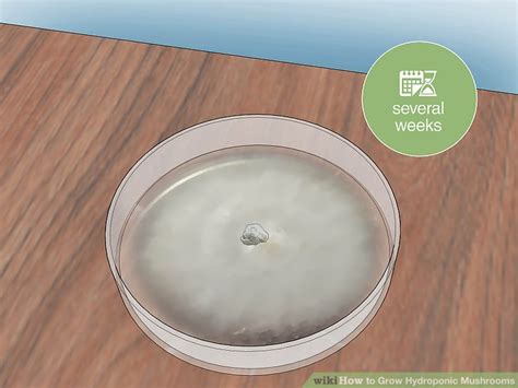 How to Grow Hydroponic Mushrooms: 14 Steps (with Pictures)