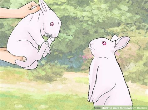 How to Care for Newborn Rabbits: 11 Steps (with Pictures)