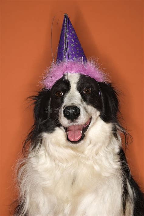 1,782 Dog Wearing Birthday Hat Stock Photos - Free & Royalty-Free Stock ...