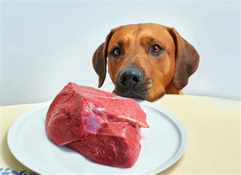 Can Dogs Eat Raw Meat? | PetMD