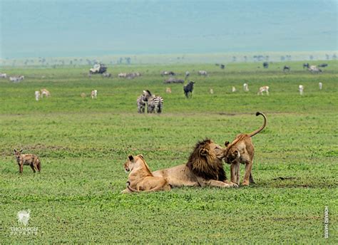 ngorongoro-crater-wildlife - Thomson Safaris