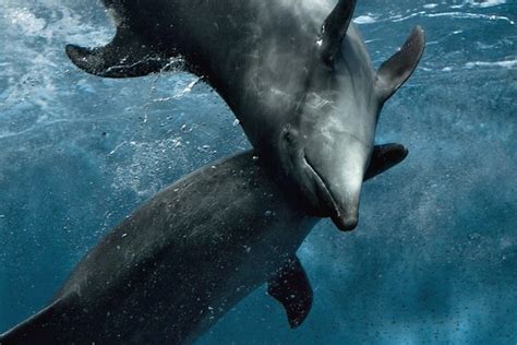 Dolphin affection | I love dolphins, they are incredibly pla… | Flickr