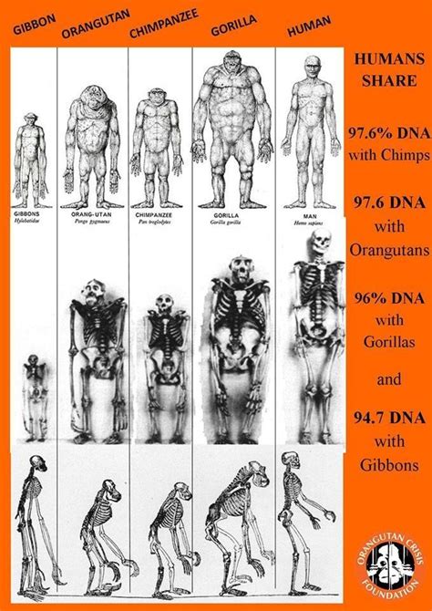 Our Primate Family | Animals reference, Primates, Wildlife