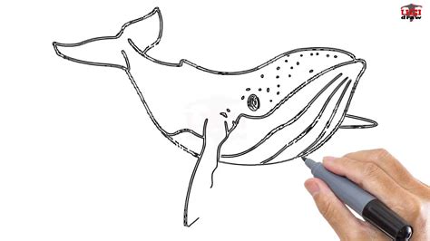 Simple Whale Drawing at PaintingValley.com | Explore collection of ...