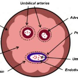 Umbilical Cord Diagram