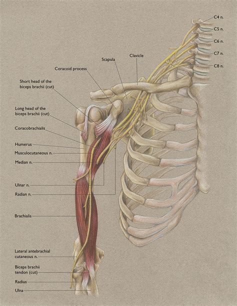 Anterior Shoulder and Musculocutaneous Nerve | Medical anatomy, Human ...