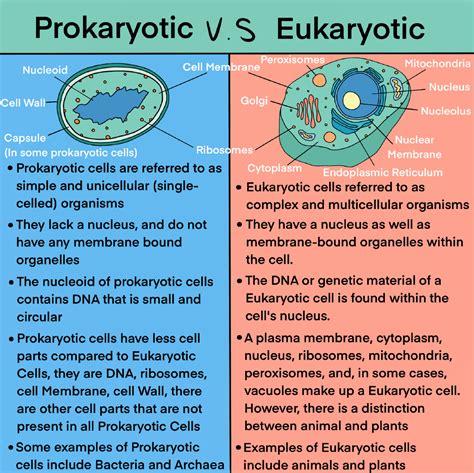 Prokaryotes vs. Eukaryotes — Biotech & Global Health Outreach