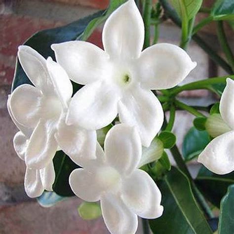 Stephanotis floribunda (5 seeds) – Lifestyle Seeds