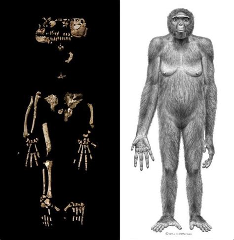 ardipithecus ramidus | Homo heidelbergensis, Antenati, Fossili