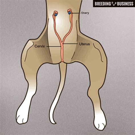 Spaying a Female Dog — Procedures, Risks, Benefits, Pricing & Care