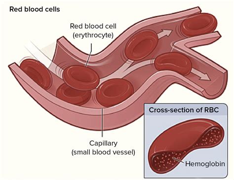 Labelled Red Blood Cell Structure