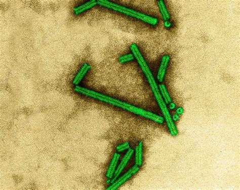 Tobacco mosaic virus, TEM - Stock Image - C032/0370 - Science Photo Library