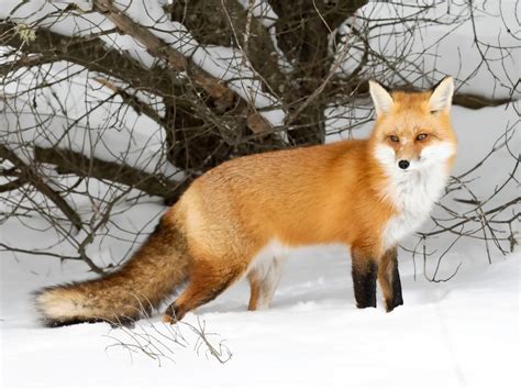 Red Fox Hunting in the Snow jigsaw puzzle in Animals puzzles on ...