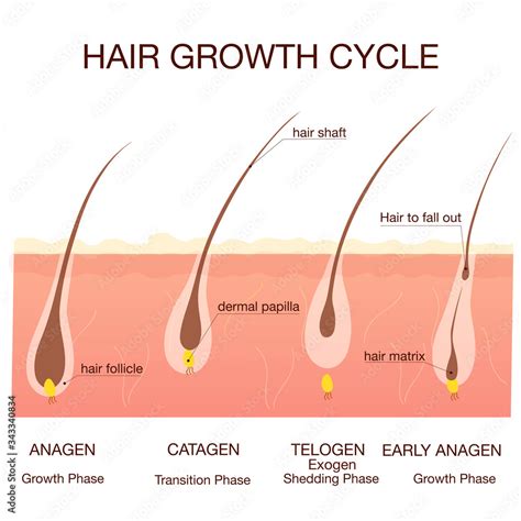 Hair growth phase step by step.Medical infographicsconcept.Stages of ...