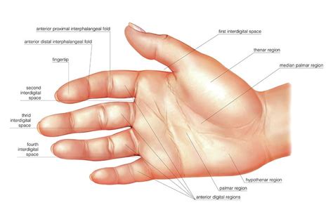 Anatomy Regions Of The Hand by Science Photo Library