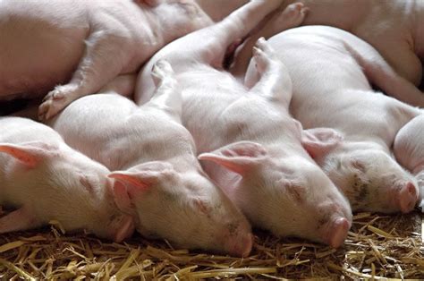 Landrace Pig – A Good Pig Breed For Commercial Farming – FarmerDB