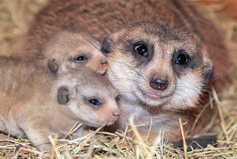 Zoo Miami Meerkat Gives Birth to Two Baby Meerkats