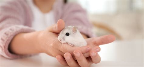 Leucistic Sugar Glider: A Unique Pet Experience | Own Your Pet