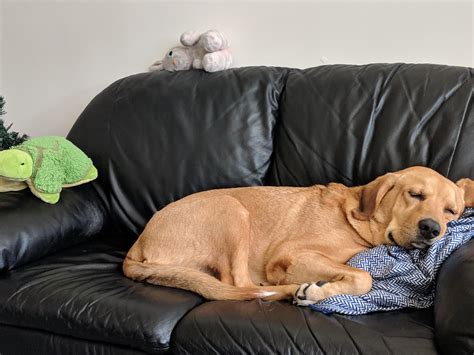 I love sleeping on the couch : r/dogpictures