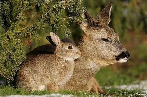 Interspecies Friendship: Deer and Rabbit