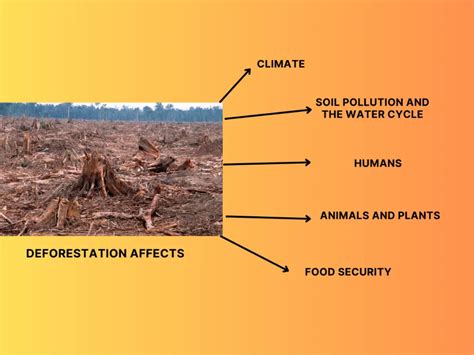 How Deforestation Affects The Environment? - Sigma Earth