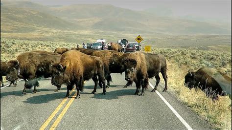 Huge Bison Herd Crosses Road - Yellowstone National Park - YouTube