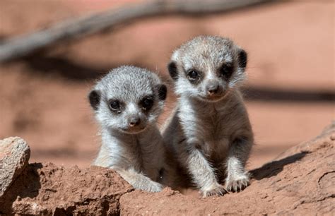 Newborn Meerkats