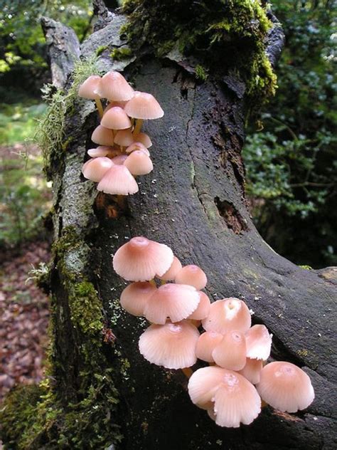 Probably Mycena Mushrooms: | Stuffed mushrooms, Wild mushrooms, Magical ...