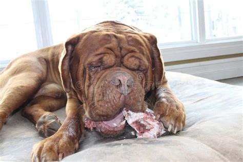 Dog eating raw meat stock image. Image of dogue, chew - 95097329