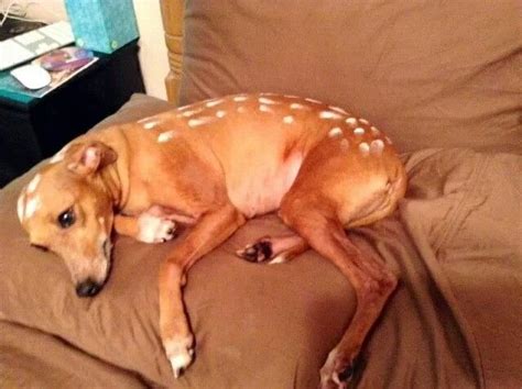 Italian Greyhound "Carmen", AKA the fawn, in her Halloween Costume ...