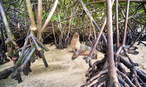 Mighty Mangroves | Stories | WWF