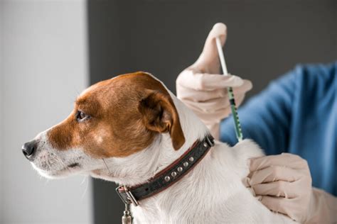 Canine Vaccines - Close Veterinary Clinic